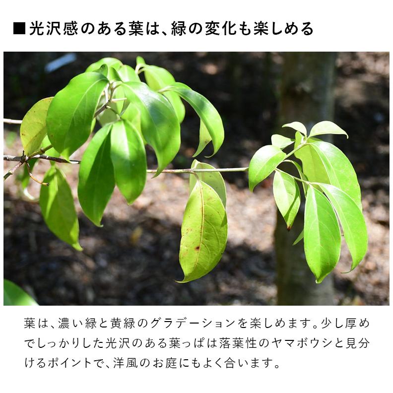 施工付植木/近畿地域限定 シンボルツリー 庭木 常緑広葉樹 高木 樹高2.5m以上(根含まず) UJU 結樹 ゆうじゅ 常緑ヤマボウシ 代金引換・同梱不可 hnw1｜hanwa-ex｜11