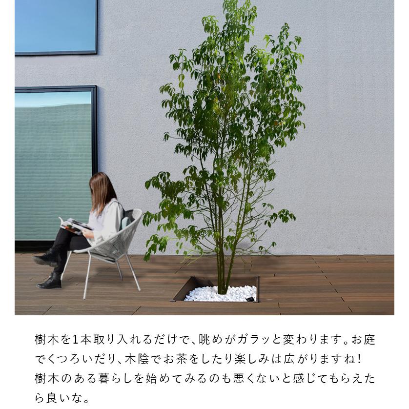 施工付植木/近畿地域限定 シンボルツリー 庭木 常緑広葉樹 高木 樹高2.5m以上(根含まず) UJU 結樹 ゆうじゅ 常緑ヤマボウシ 代金引換・同梱不可 hnw1｜hanwa-ex｜18