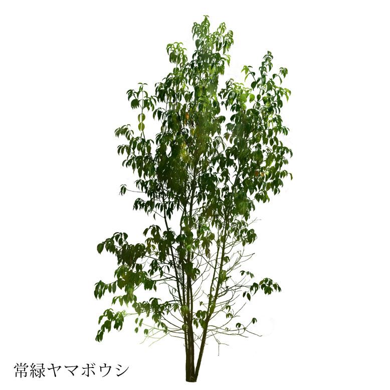 施工付植木/近畿地域限定 シンボルツリー 庭木 常緑広葉樹 高木 樹高2.5m以上(根含まず) UJU 結樹 ゆうじゅ 常緑ヤマボウシ 代金引換・同梱不可 hnw1｜hanwa-ex｜02