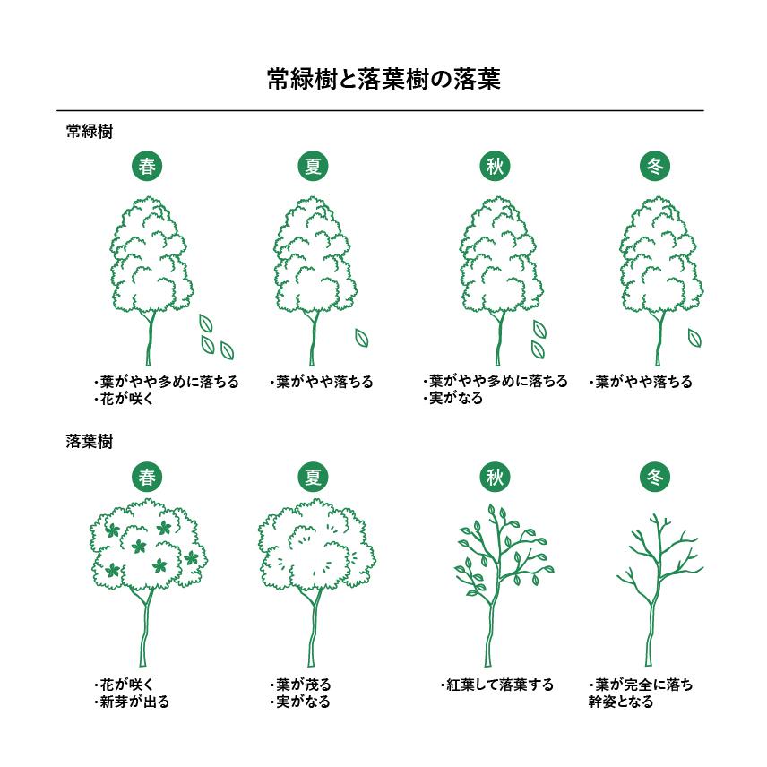 施工付植木/近畿地域限定 シンボルツリー 庭木 常緑広葉樹 高木 樹高2.5m以上(根含まず) UJU 結樹 ゆうじゅ 常緑ヤマボウシ 代金引換・同梱不可 hnw1｜hanwa-ex｜21