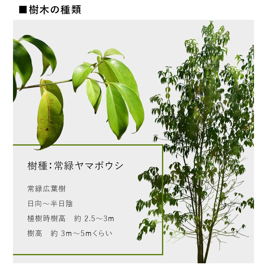 施工付植木/近畿地域限定 シンボルツリー 庭木 常緑広葉樹 高木 樹高2.5m以上(根含まず) UJU 結樹 ゆうじゅ 常緑ヤマボウシ 代金引換・同梱不可 hnw1｜hanwa-ex｜09