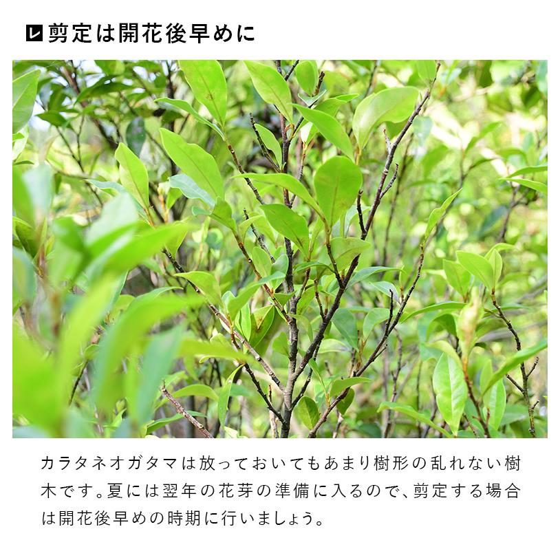 施工付植木 近畿地域限定 シンボルツリー 庭木 常緑広葉樹 低木 樹高