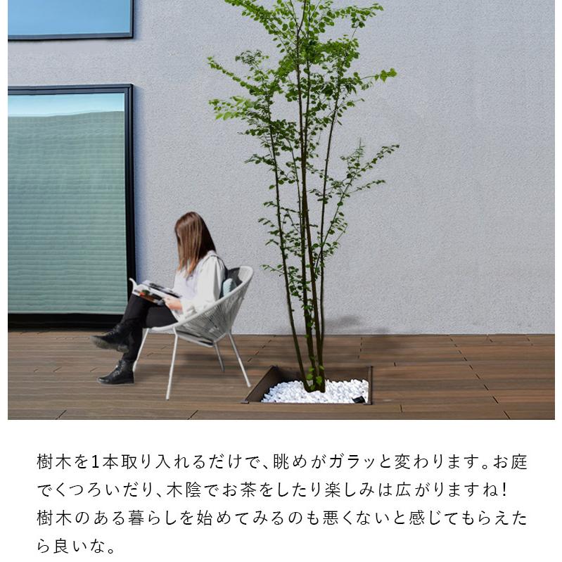 DEPOS 施工付植木/近畿地域限定 シンボルツリー 庭木 落葉樹 DEPOS 施工付植木/近畿地域限定 シンボルツリー 庭木 落葉樹