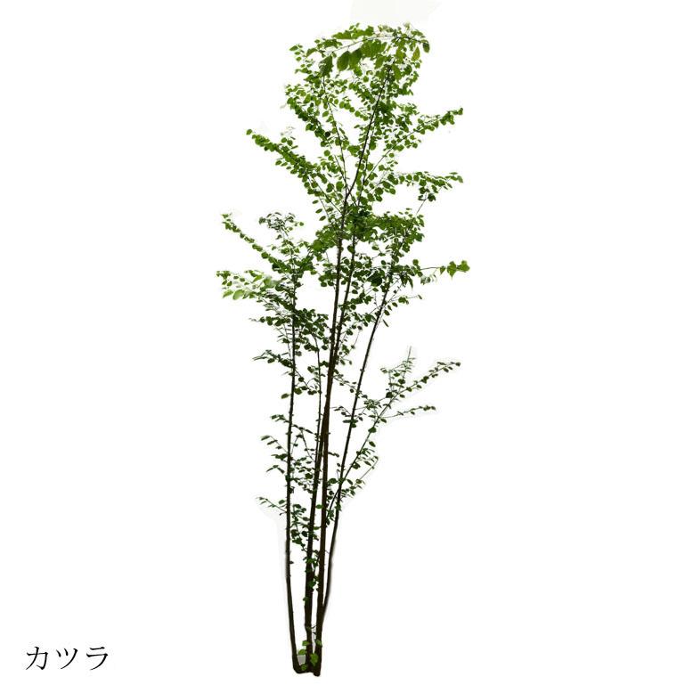 DEPOS 施工付植木/近畿地域限定 シンボルツリー 庭木 落葉樹 DEPOS 施工付植木/近畿地域限定 シンボルツリー 庭木 落葉樹