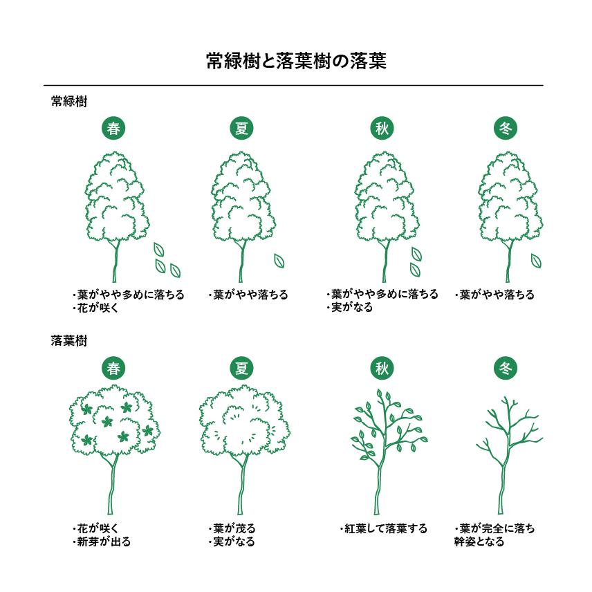DEPOS 施工付植木/近畿地域限定 シンボルツリー 庭木 落葉樹 DEPOS 施工付植木/近畿地域限定 シンボルツリー 庭木 落葉樹