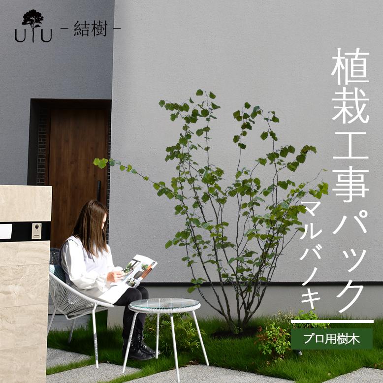 DEPOS 施工付植木/近畿地域限定 シンボルツリー 庭木 落葉樹