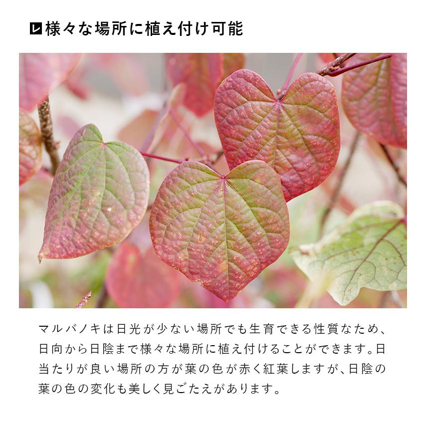 DEPOS 施工付植木/近畿地域限定 シンボルツリー 庭木 落葉樹