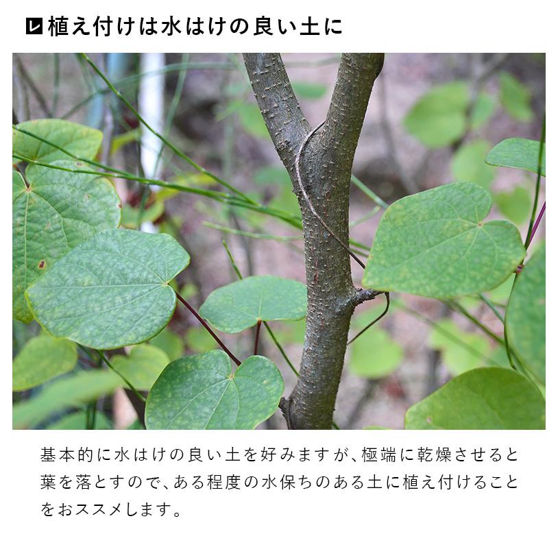 DEPOS 施工付植木/近畿地域限定 シンボルツリー 庭木 落葉樹