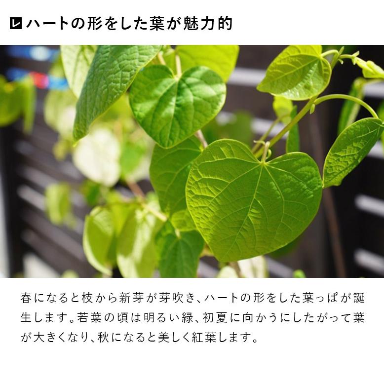 マルバノキ【現品発送】管理70585 マルバノキ【現品発送】管理70585 マルバノキ｜苗木販売｜植木