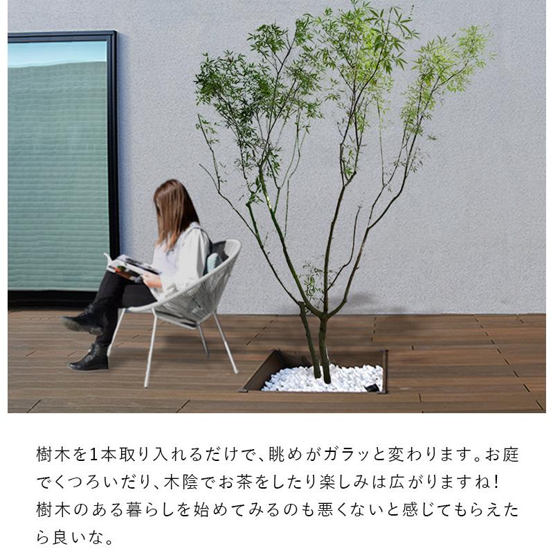 DEPOS 施工付植木/近畿地域限定 シンボルツリー 庭木 落葉広葉樹 DEPOS 施工付植木/近畿地域限定 シンボルツリー 庭木 落葉広葉樹