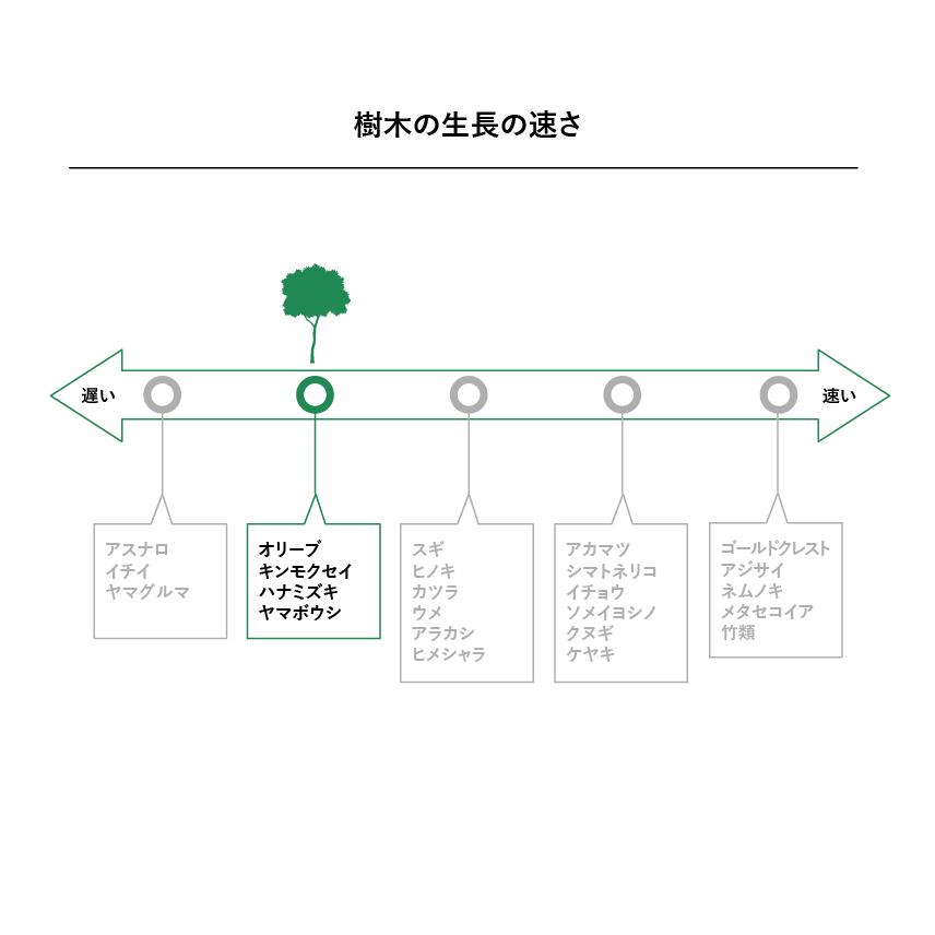 DEPOS 施工付植木/近畿地域限定 シンボルツリー 庭木 落葉広葉樹