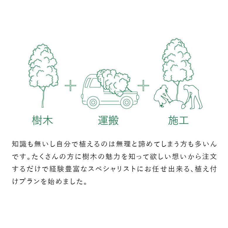 DEPOS 施工付植木/近畿地域限定 シンボルツリー 庭木 落葉広葉樹