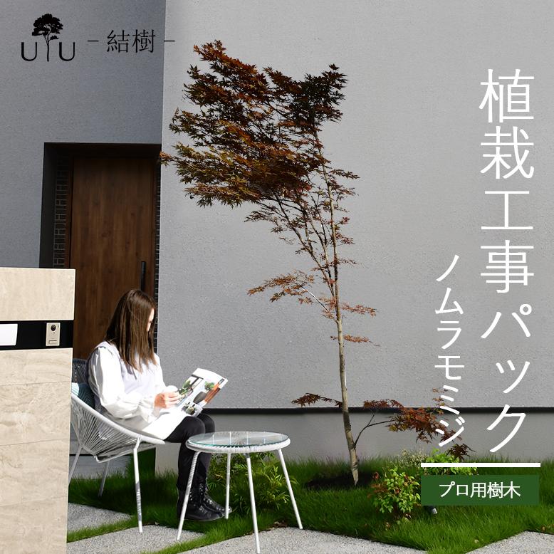 DEPOS 施工付植木/近畿地域限定 シンボルツリー 庭木 落葉広葉樹 DEPOS 施工付植木/近畿地域限定 シンボルツリー 庭木 落葉広葉樹