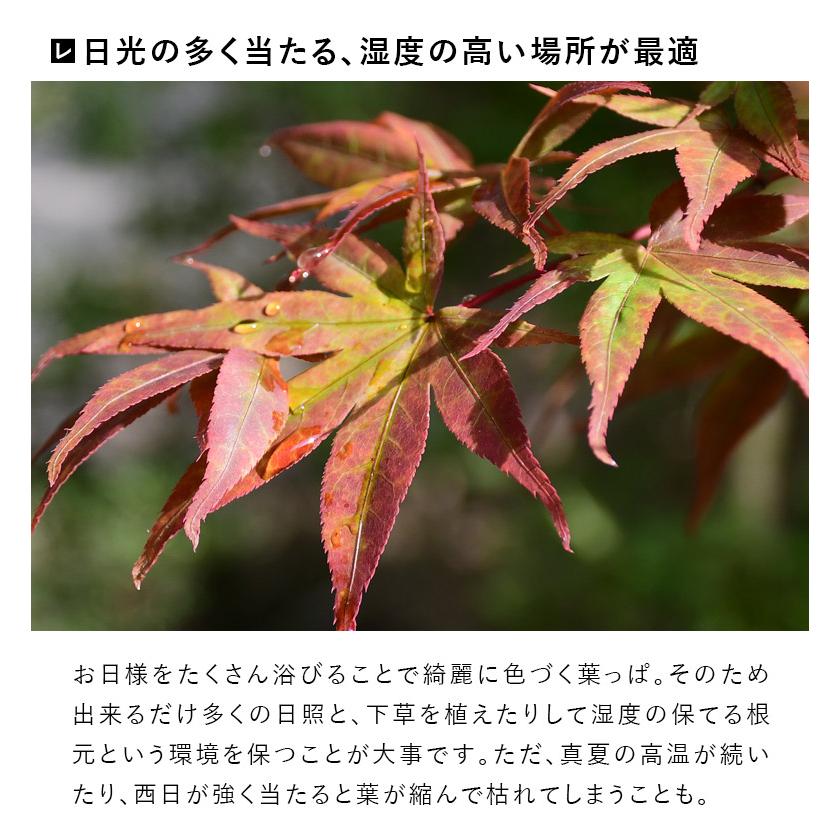 DEPOS 施工付植木/近畿地域限定 シンボルツリー 庭木 落葉広葉樹 DEPOS 施工付植木/近畿地域限定 シンボルツリー 庭木 落葉広葉樹