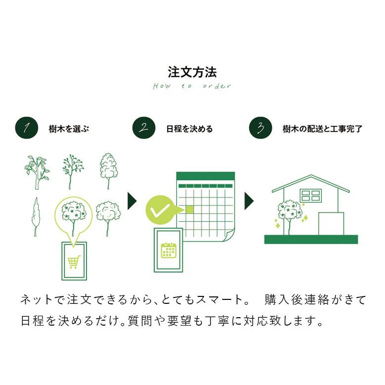 DEPOS 施工付植木/近畿地域限定 シンボルツリー 庭木 落葉広葉樹 DEPOS 施工付植木/近畿地域限定 シンボルツリー 庭木 落葉広葉樹