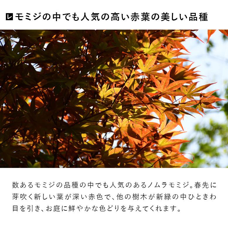 DEPOS 施工付植木/近畿地域限定 シンボルツリー 庭木 落葉広葉樹 DEPOS 施工付植木/近畿地域限定 シンボルツリー 庭木 落葉広葉樹