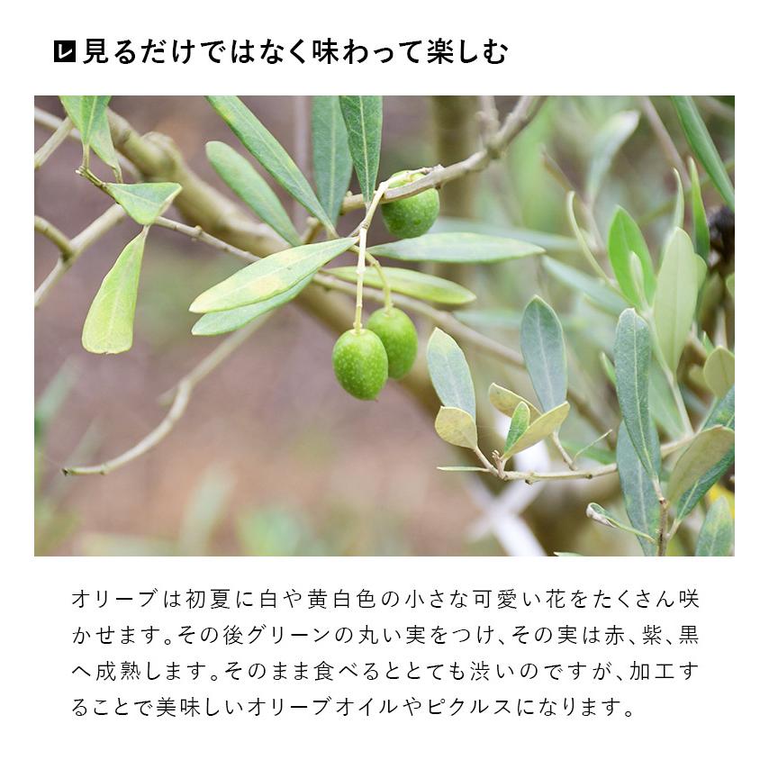 施工付植木/近畿地域限定 シンボルツリー 庭木 常緑広葉樹 樹高2.5m以上(根含まず) 植樹付 UJU 結樹 ゆうじゅ オリーブ 代金引換・同梱不可 hnw1｜hanwa-ex｜11