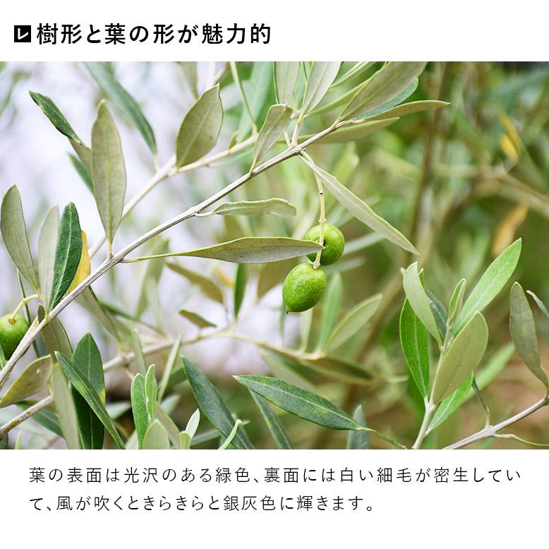 施工付植木/近畿地域限定 シンボルツリー 庭木 常緑広葉樹 樹高2.5m以上(根含まず) 植樹付 UJU 結樹 ゆうじゅ オリーブ 代金引換・同梱不可 hnw1｜hanwa-ex｜12