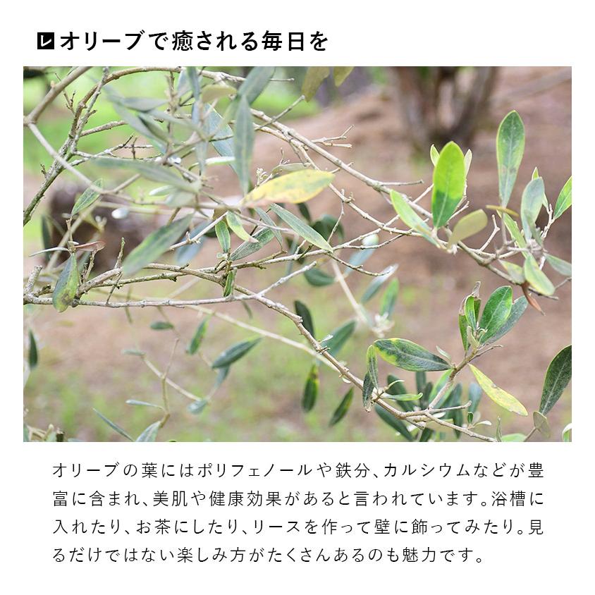 施工付植木/近畿地域限定 シンボルツリー 庭木 常緑広葉樹 樹高2.5m以上(根含まず) 植樹付 UJU 結樹 ゆうじゅ オリーブ 代金引換・同梱不可 hnw1｜hanwa-ex｜13