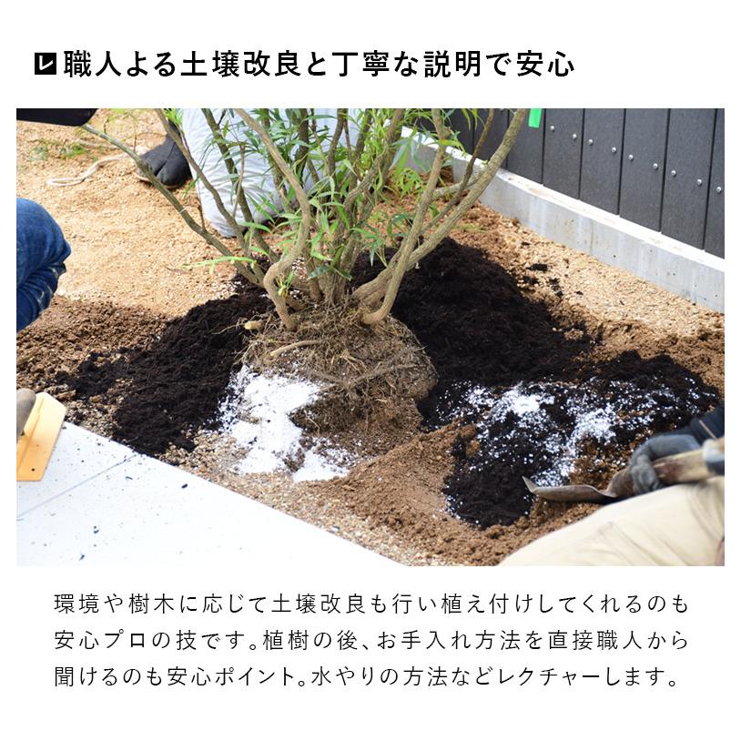 施工付植木/近畿地域限定 シンボルツリー 庭木 常緑広葉樹 樹高2.5m以上(根含まず) 植樹付 UJU 結樹 ゆうじゅ オリーブ 代金引換・同梱不可 hnw1｜hanwa-ex｜16