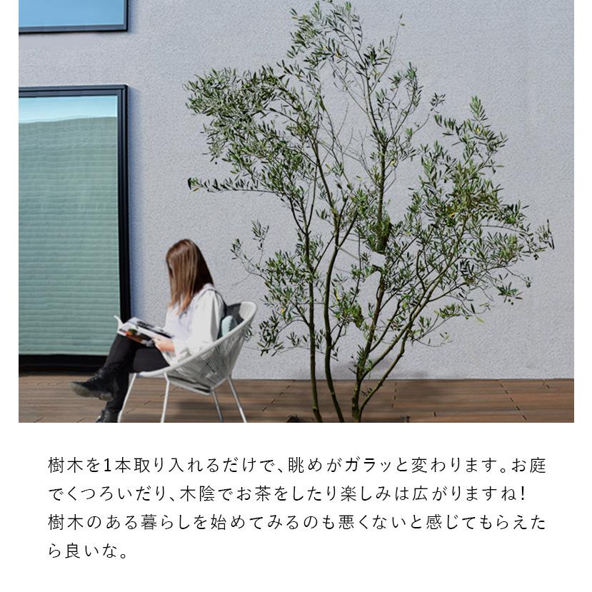 施工付植木/近畿地域限定 シンボルツリー 庭木 常緑広葉樹 樹高2.5m以上(根含まず) 植樹付 UJU 結樹 ゆうじゅ オリーブ 代金引換・同梱不可 hnw1｜hanwa-ex｜18