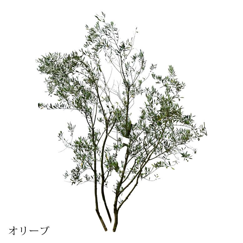 りお 流木ツリー二点 DEPOS 施工付植木/近畿地域限定 シンボルツリー 庭木 常緑広葉樹