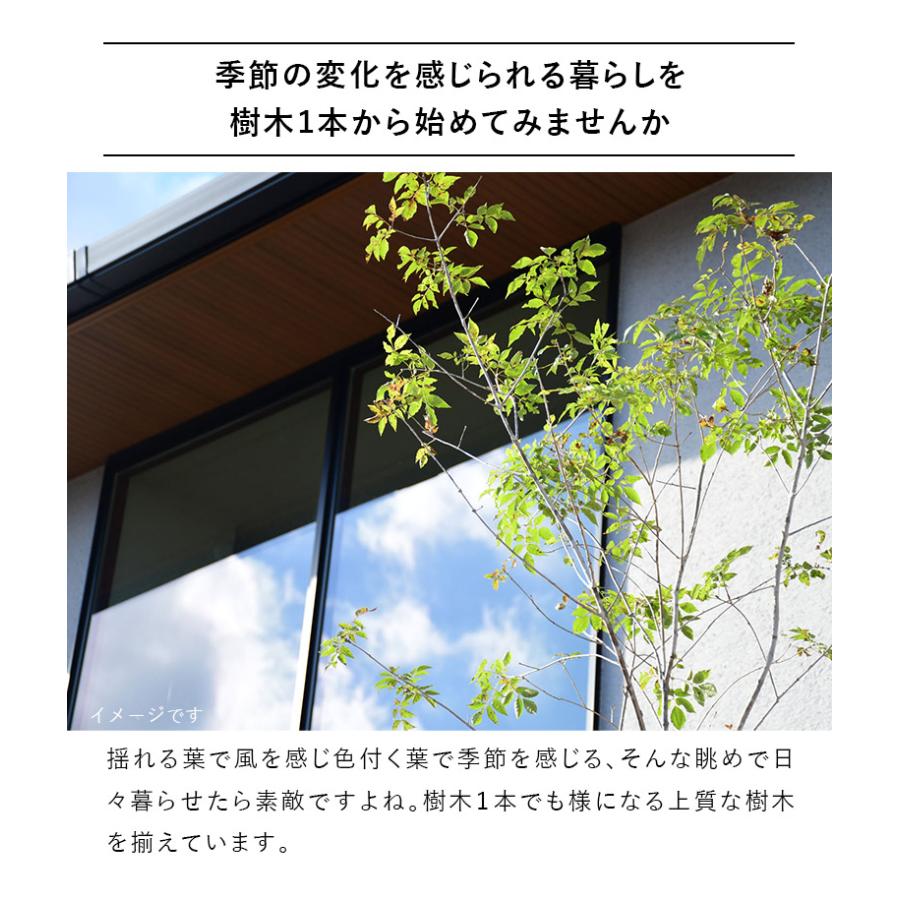 DEPOS 施工付植木/近畿地域限定 シンボルツリー 庭木 常緑広葉樹 樹高