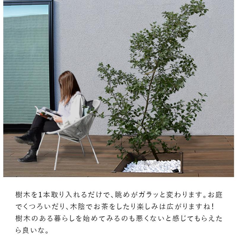DEPOS 施工付植木/近畿地域限定 シンボルツリー 庭木 常緑広葉樹 DEPOS 施工付植木/近畿地域限定 シンボルツリー 庭木 常緑広葉樹