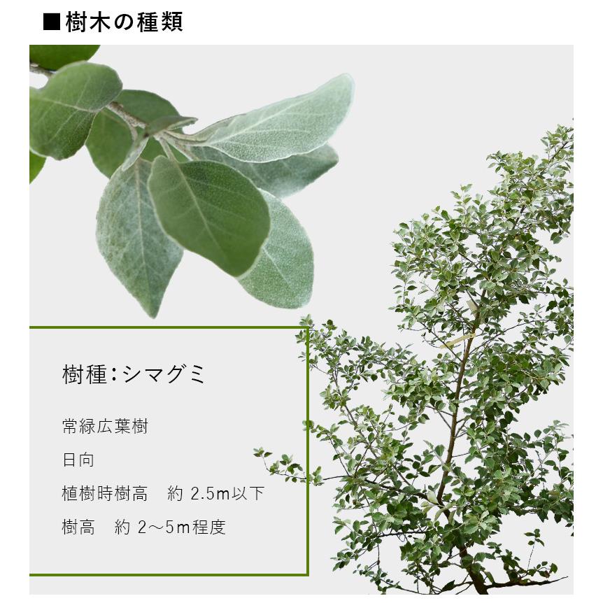 DEPOS 施工付植木/近畿地域限定 シンボルツリー 庭木 常緑広葉樹 低木