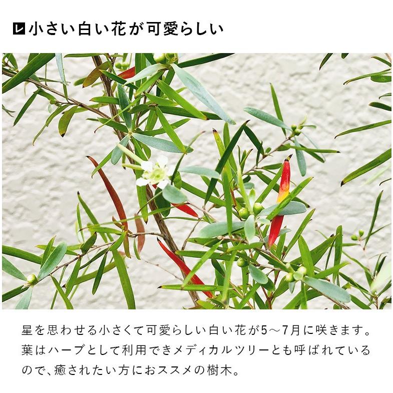 DEPOS 施工付植木/近畿地域限定 シンボルツリー 庭木 常緑針葉樹 高木
