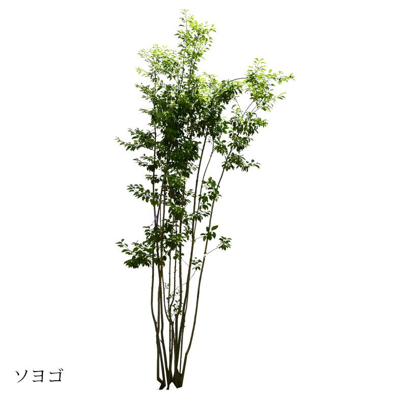 DEPOS 施工付植木/近畿地域限定 シンボルツリー 庭木 常緑広葉樹