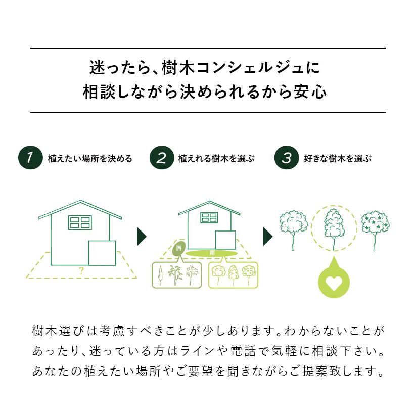 施工付植木/近畿地域限定 シンボルツリー 庭木 落葉樹 落葉高木 樹高2.5m以上(根含まず) UJU 結樹 ゆうじゅ ヤマボウシ 代金引換・同梱不可 hnw1｜hanwa-ex｜19