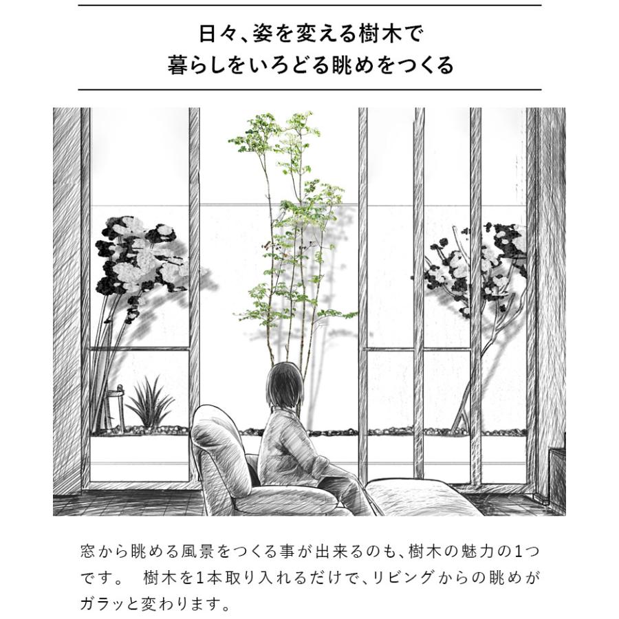 施工付植木/近畿地域限定 シンボルツリー 庭木 落葉樹 落葉高木 樹高2.5m以上(根含まず) UJU 結樹 ゆうじゅ ヤマボウシ 代金引換・同梱不可 hnw1｜hanwa-ex｜06