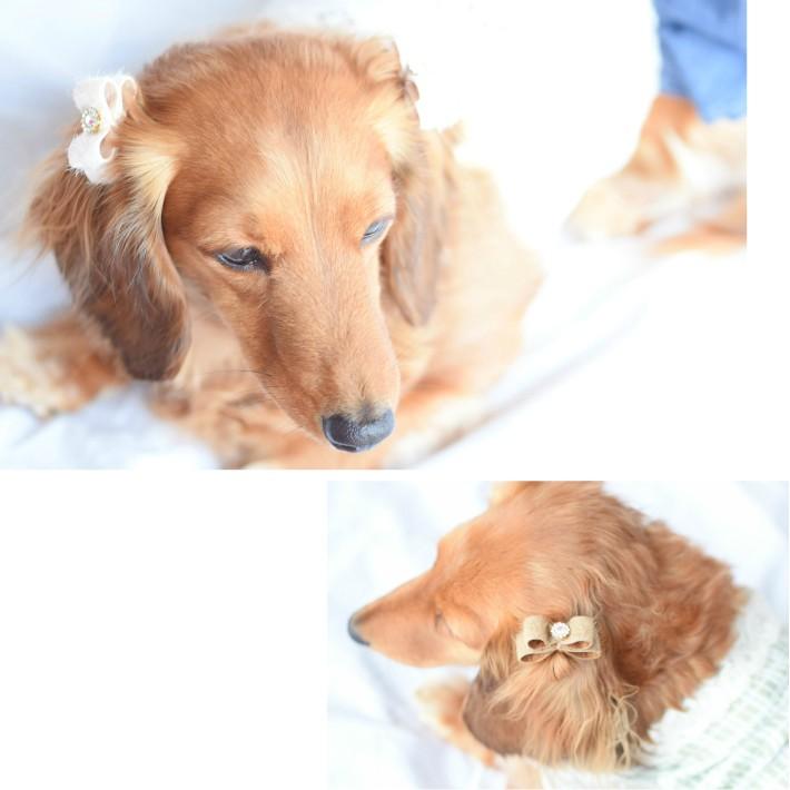 犬 ヘアアクセサリー シャギー リボン ヘアゴム 4点セット 髪飾り B エレガント P05ha0021 Hapi Co 通販 Yahoo ショッピング