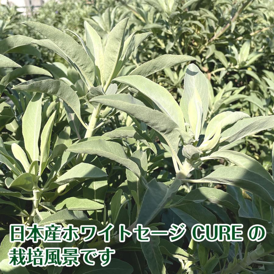 日本産 ホワイトセージ 枝付き 無農薬 浄化 消臭 お香 アロマ インセンス Japanese white sage 10g｜hapima｜07