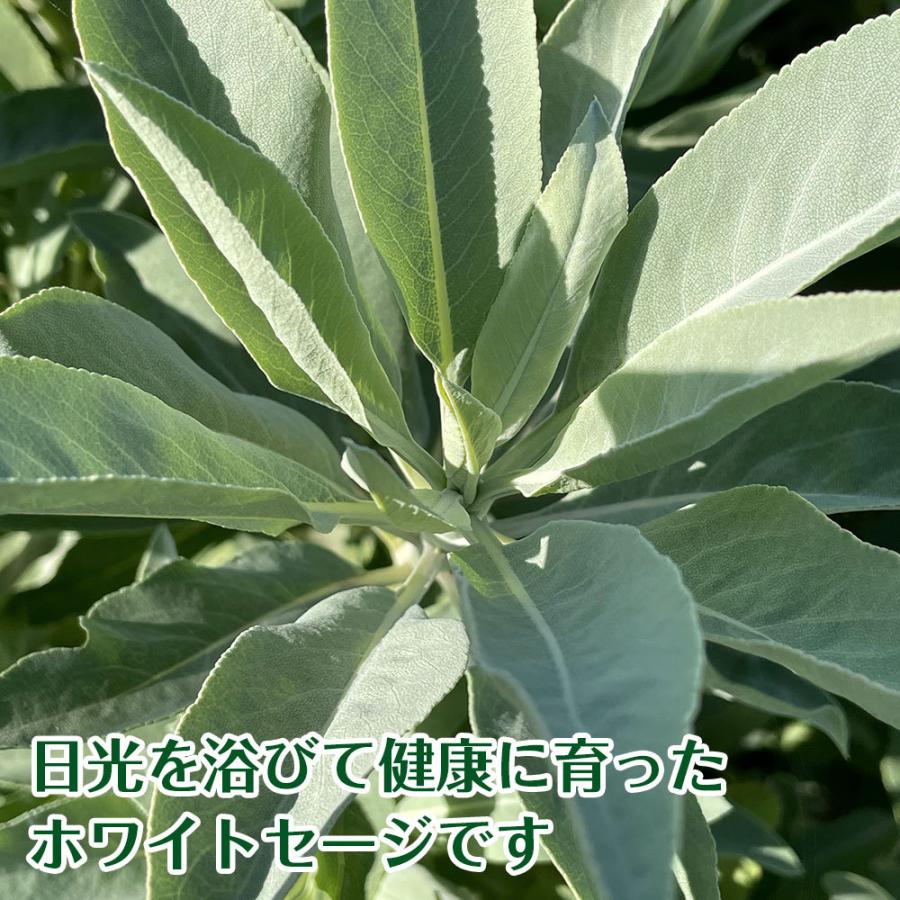 日本産 ホワイトセージ 枝付き 無農薬 浄化 消臭 お香 アロマ 日本産 ホワイトセージ 枝付き 無農薬 浄化 消臭 お香 アロマ