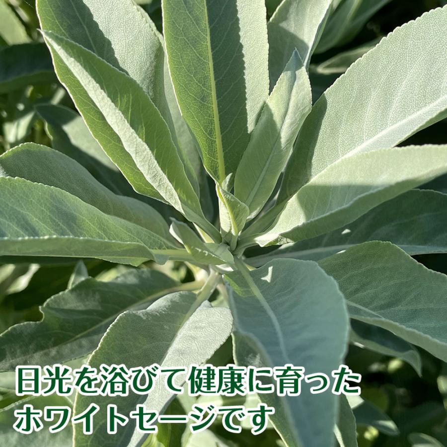 日本産 ホワイトセージ 枝付き 無農薬 浄化 消臭 お香 アロマ インセンス Japanese white sage 10g｜hapima｜08