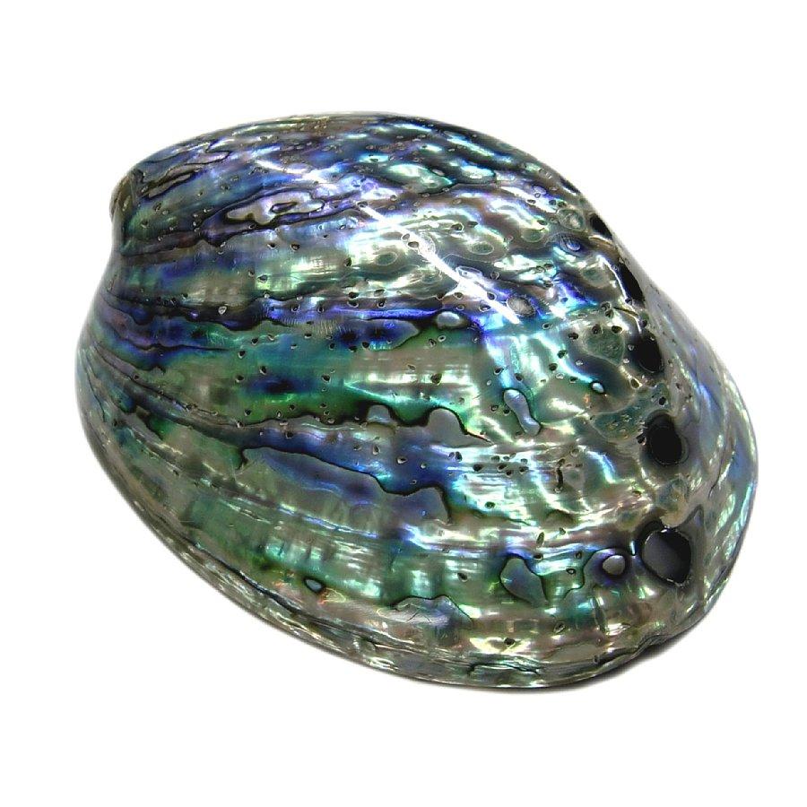 浄化セット12 [無農薬・限定数]日本産 ホワイトセージ と アバロンシェル セット  パワーストーン 浄化 お部屋 お香 貝 シェル 国産 セージ ヨガ 瞑想 消臭 |  | 05