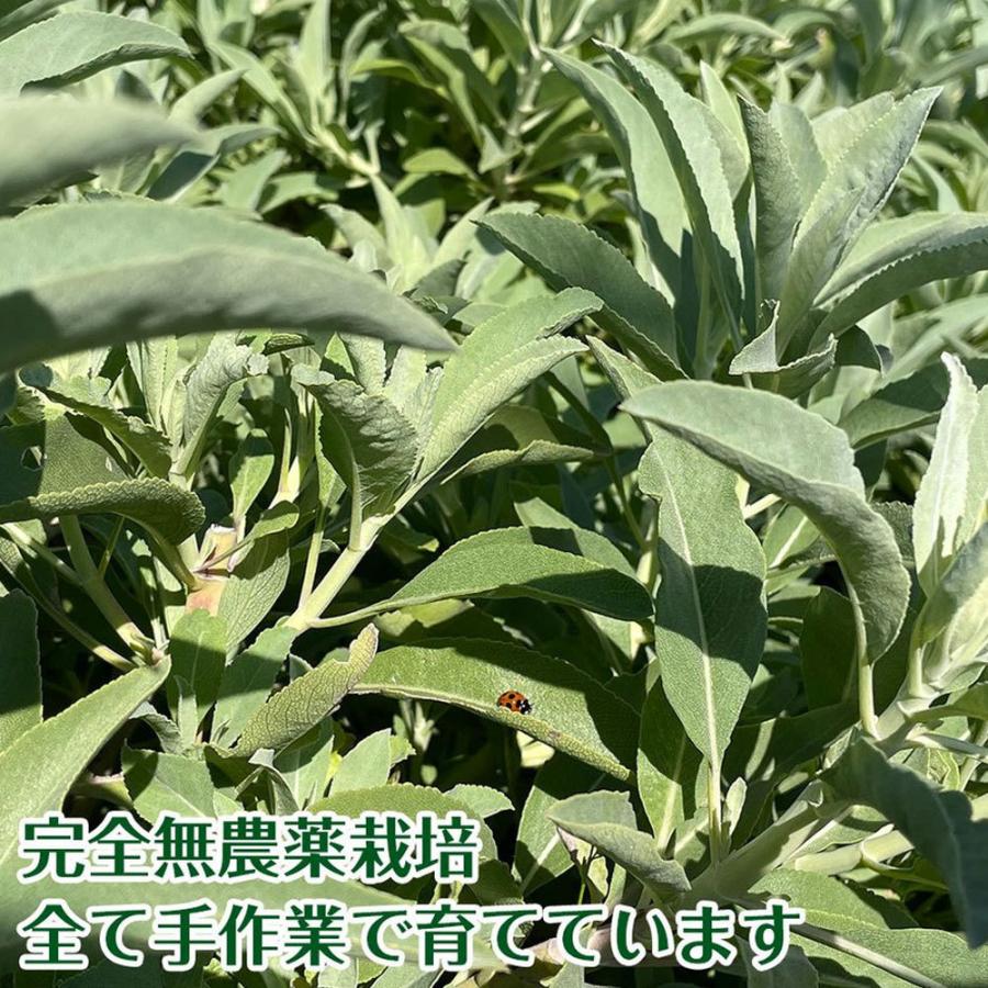 日本産 ホワイトセージ 枝のみ 20g 【２袋セット】浄化用 消臭 パワーストーン 浄化 お香 |  | 09