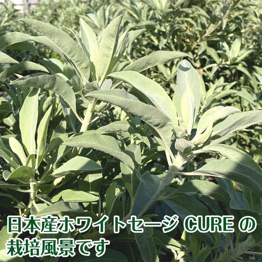 日本産 ホワイトセージ 枝のみ 20g 【２袋セット】浄化用 消臭 パワーストーン 浄化 お香 |  | 07
