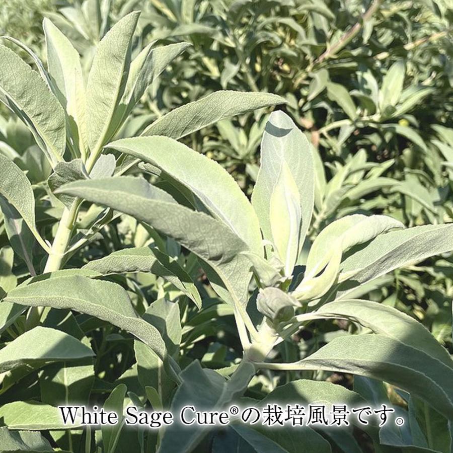 ホワイトセージ キュア 葉のみ 日本産ホワイトセージ 無農薬 浄化 消臭