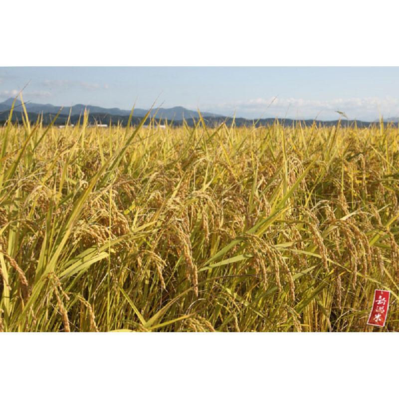 藤井商店 国産米屋仕立て 国産ブレンド米 10kg おこめ お米 爆買 |  | 01