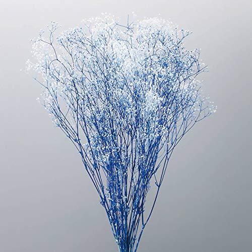 オオチノウエン(Ohchinouen) 大地農園 プリザーブドフラワー ミニカスミ草・フラワーベール シロ/ブルー L約40.0cm 22G入 D | 