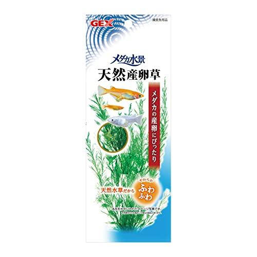 ジェックス GEX メダカ元気 シダ メダカ水景 天然産卵草 | 