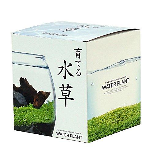 聖新陶芸 育てる水草 L 約18.2x16.5x16.4cm GD-813 | 