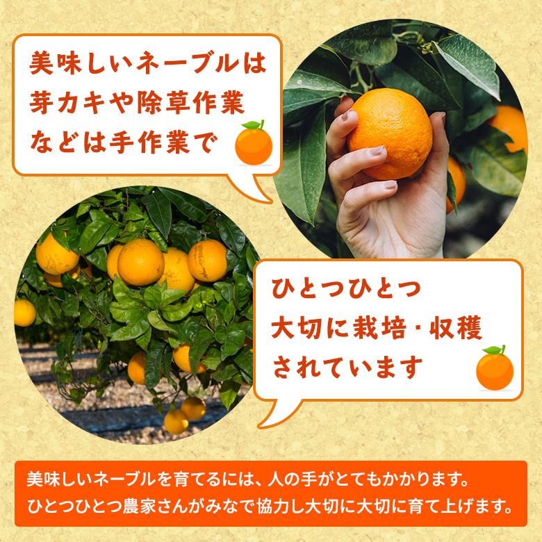 3月中旬出荷予定》熊本県産 網田ネーブル 10kg 訳あり 送料無料 3月中旬出荷予定》熊本県産 網田ネーブル 10kg 訳あり 送料無料