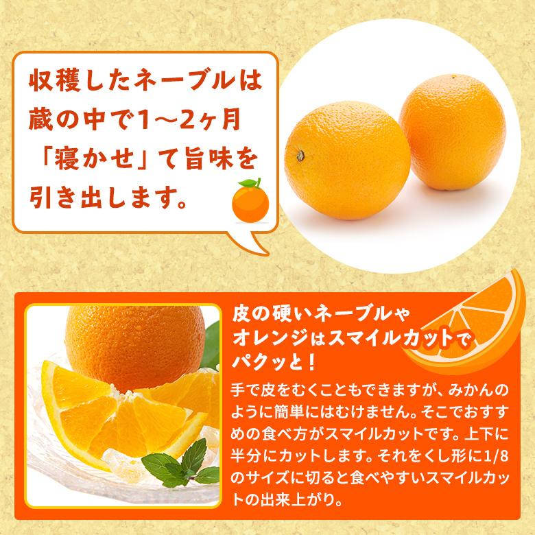 3月中旬出荷予定》熊本県産 網田ネーブル 10kg 訳あり 送料無料 3月中旬出荷予定》熊本県産 網田ネーブル 10kg 訳あり 送料無料
