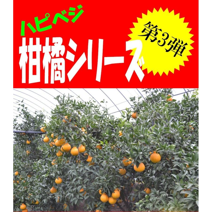 訳あり10kg】最高傑作！庄村さんが作る熊本県不知火地区特産
