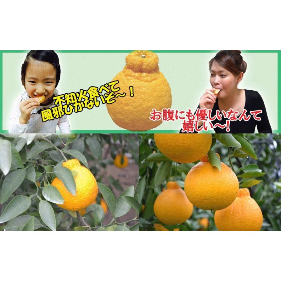 訳あり10kg】最高傑作！庄村さんが作る熊本県不知火地区特産