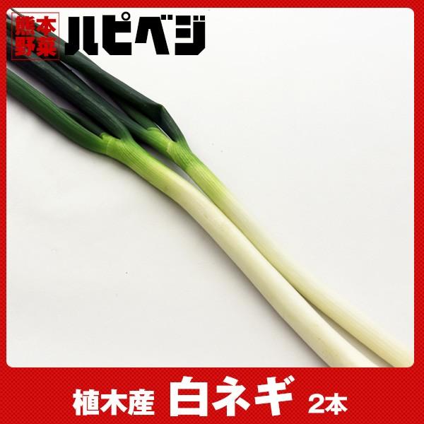 白ネギ【2本】同梱専用　※こちらの商品は野菜セット購入した方のみの同梱商品になります。 | 